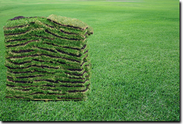 shade-tolerant-st-augustine-grass-sod.png